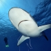 shark_silky_far_jar_v_0433_cub5507.jpg